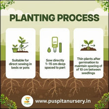 Load image into Gallery viewer, Puspita Nursery Palak (Spinach) Seeds – 1kg Pack | High Yield, Fast-Growing Green Leaf Vegetable | Ideal for Home Garden & Commercial Farming | Fresh & Nutritious Harvest