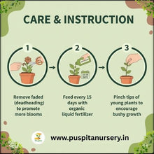 Load image into Gallery viewer, Puspita Nursery Petunia Mixed Flower Seeds – Colorful Annual Blooms for Home Garden, Pots & Terrace | Easy to Grow, Long Flowering Variety | High Germination Quality Seeds