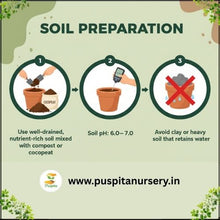 Load image into Gallery viewer, Puspita Nursery Petunia Mixed Flower Seeds – Colorful Annual Blooms for Home Garden, Pots & Terrace | Easy to Grow, Long Flowering Variety | High Germination Quality Seeds