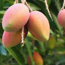Load image into Gallery viewer, Puspita Nursery Sindhu Mango Tree (Sindhu, Grafted, Seedless Mango) - Plant