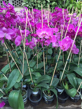 Load image into Gallery viewer, Puspita Nursery “Phalaenopsis Orchid – Elegant Flowering Plant with Long-Lasting Blooms”