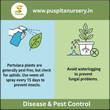 Load image into Gallery viewer, Puspita Nursery Portulaca Double Mixed Seeds – Colorful 11 O’Clock Flower | Easy Growing Succulent | Ideal for Pots, Terrace & Garden Borders | Long Blooming, Heat-Resistant Variety