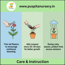 Load image into Gallery viewer, Puspita Nursery Portulaca Double Mixed Seeds – Colorful 11 O’Clock Flower | Easy Growing Succulent | Ideal for Pots, Terrace & Garden Borders | Long Blooming, Heat-Resistant Variety