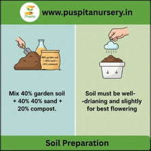 Load image into Gallery viewer, Puspita Nursery Portulaca Double Mixed Seeds – Colorful 11 O’Clock Flower | Easy Growing Succulent | Ideal for Pots, Terrace & Garden Borders | Long Blooming, Heat-Resistant Variety