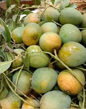 Load image into Gallery viewer, Puspita Nursery Himsagar Mango Plant Sweetest Mango Fruit King of Mango
