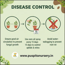 Load image into Gallery viewer, Puspita Nursery Petunia Mixed Flower Seeds – Colorful Annual Blooms for Home Garden, Pots & Terrace | Easy to Grow, Long Flowering Variety | High Germination Quality Seeds