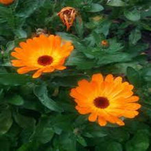 Load image into Gallery viewer, Puspita Nursery Calendula Plant – Bright & Healing Garden Marigold