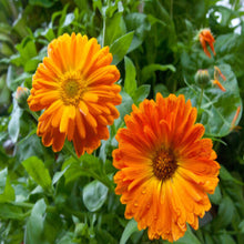 Load image into Gallery viewer, Puspita Nursery Calendula Plant – Bright & Healing Garden Marigold