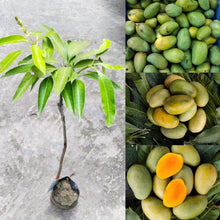 Load image into Gallery viewer, Puspita Nursery Amrapali Mango Plant – High-Yield, Deliciously Sweet King of Fruits