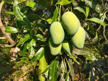 Load image into Gallery viewer, Puspita Nursery Amrapali Mango Plant – High-Yield, Deliciously Sweet King of Fruits