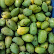 Load image into Gallery viewer, Puspita Nursery Amrapali Mango Plant – High-Yield, Deliciously Sweet King of Fruits