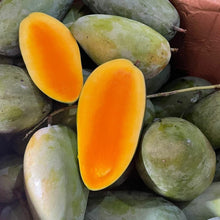 Load image into Gallery viewer, Puspita Nursery Amrapali Mango Plant – High-Yield, Deliciously Sweet King of Fruits