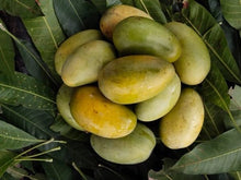 Load image into Gallery viewer, Puspita Nursery Amrapali Mango Plant – High-Yield, Deliciously Sweet King of Fruits