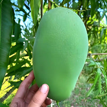 Load image into Gallery viewer, Puspita Nursery Fazil (Fazli) Mango Plant β Premium Grafted Variety for Juicy, Sweet Harvests