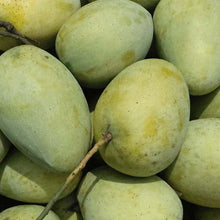 Load image into Gallery viewer, Puspita Nursery Fazil (Fazli) Mango Plant β Premium Grafted Variety for Juicy, Sweet Harvests