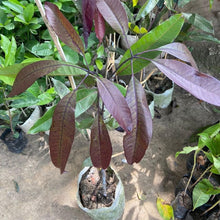 Load image into Gallery viewer, Puspita Nursery Kasturi Black Mango Plant – Rare & Fragrant Mango Variety