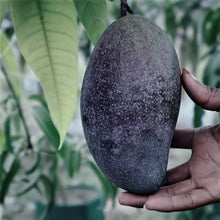 Load image into Gallery viewer, Puspita Nursery Kasturi Black Mango Plant – Rare & Fragrant Mango Variety