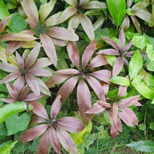 Load image into Gallery viewer, Puspita Nursery Kasturi Black Mango Plant – Rare & Fragrant Mango Variety