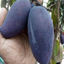Load image into Gallery viewer, Puspita Nursery Kasturi Black Mango Plant – Rare & Fragrant Mango Variety