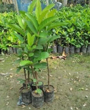 Load image into Gallery viewer, Puspita Nursery Healthy KG Guava Plant for Home Garden , Premium Quality