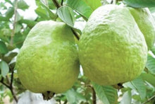 Load image into Gallery viewer, Puspita Nursery Healthy KG Guava Plant for Home Garden , Premium Quality