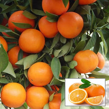 Load image into Gallery viewer, Puspita Nursery Premium Kinnow Orange Plant – High-Yield, Juicy, and Vibrant Fruit Tree for Home Gardens Pack Of 1