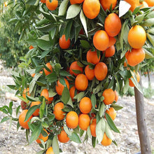 Load image into Gallery viewer, Puspita Nursery Premium Kinnow Orange Plant – High-Yield, Juicy, and Vibrant Fruit Tree for Home Gardens Pack Of 1