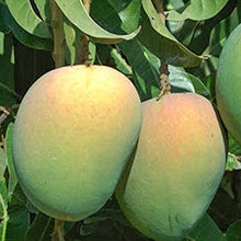 Load image into Gallery viewer, Puspita Nursery Kishan Bhog Mango Plant - Premium Grafted Variety for Home Gardens