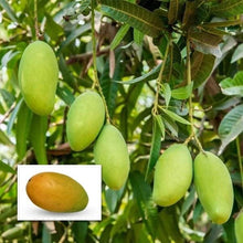 Load image into Gallery viewer, Puspita Nursery Neelam Mango Plant - Sweet, Juicy & High-Yield Mango Variety for Your Garden