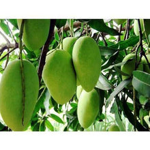 Load image into Gallery viewer, Puspita Nursery Neelam Mango Plant - Sweet, Juicy & High-Yield Mango Variety for Your Garden
