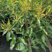 Load image into Gallery viewer, Puspita Nursery Vastara Mango Plant