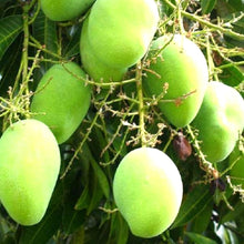Load image into Gallery viewer, Puspita Nursery Vastara Mango Plant