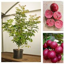 Load image into Gallery viewer, Puspita Nursery’s Premium Rubi Ranghon Fruit Plant – Rare, Exotic, and High-Yield Variety Pack Of 1
