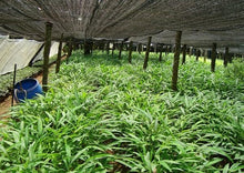 Load image into Gallery viewer, Puspita Nursery Elachi Plant – Your Source for Fresh, Fragrant Cardamom!