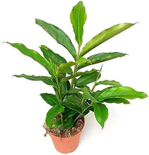 Load image into Gallery viewer, Puspita Nursery Elachi Plant – Your Source for Fresh, Fragrant Cardamom!