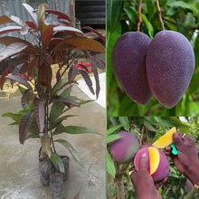 Load image into Gallery viewer, Puspita Nursery Kasturi Black Mango Plant – Rare & Fragrant Mango Variety