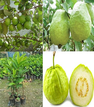 Load image into Gallery viewer, Puspita Nursery Healthy KG Guava Plant for Home Garden , Premium Quality
