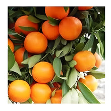 Load image into Gallery viewer, Puspita Nursery Premium Kinnow Orange Plant – High-Yield, Juicy, and Vibrant Fruit Tree for Home Gardens Pack Of 1