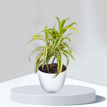 Load image into Gallery viewer, Puspita Nursery  "Song of India Plant – Vibrant Indoor Greenery for Home & Office"