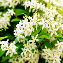 Load image into Gallery viewer, Puspita Nursery Star Jasmine Plant - Fragrant Climbing Vine, Perfect for Gardens & Outdoor Fences, Fast Growing, Easy to Maintain, Hardy Flowering Plant"