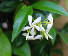 Load image into Gallery viewer, Puspita Nursery Star Jasmine Plant - Fragrant Climbing Vine, Perfect for Gardens & Outdoor Fences, Fast Growing, Easy to Maintain, Hardy Flowering Plant"