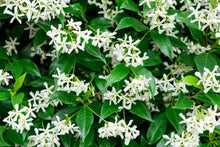 Load image into Gallery viewer, Puspita Nursery Star Jasmine Plant - Fragrant Climbing Vine, Perfect for Gardens & Outdoor Fences, Fast Growing, Easy to Maintain, Hardy Flowering Plant"
