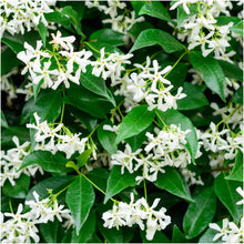 Load image into Gallery viewer, Puspita Nursery Star Jasmine Plant - Fragrant Climbing Vine, Perfect for Gardens & Outdoor Fences, Fast Growing, Easy to Maintain, Hardy Flowering Plant"