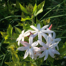 Load image into Gallery viewer, Puspita Nursery Star Jasmine Plant - Fragrant Climbing Vine, Perfect for Gardens & Outdoor Fences, Fast Growing, Easy to Maintain, Hardy Flowering Plant"