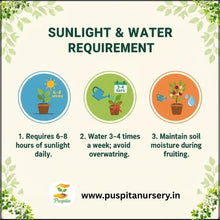 Load image into Gallery viewer, Puspita Nursery Long Ram Lou Seeds (10gm Pack) – High Yield Hybrid Bottle Gourd Seeds | Fast Germination | Tender & Long Fruits | Ideal for Home Garden and Farm Cultivation