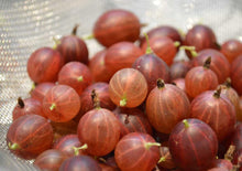 Load image into Gallery viewer, Puspita Nursery Red Amla Fruit Plant – Rare, Nutrient-Rich Superfood Tree for Home Gardens