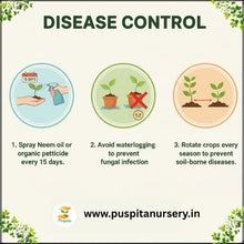 Load image into Gallery viewer, Puspita Nursery Red Cabbage Seeds – 20 Premium Quality Vegetable Seeds | High Yield, Fast Germination & Nutrient-Rich Variety | Ideal for Home Garden, Terrace Farming & Organic Cultivation