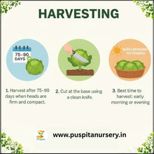 Load image into Gallery viewer, Puspita Nursery Red Cabbage Seeds – 20 Premium Quality Vegetable Seeds | High Yield, Fast Germination & Nutrient-Rich Variety | Ideal for Home Garden, Terrace Farming & Organic Cultivation