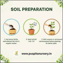 Load image into Gallery viewer, Puspita Nursery Red Cabbage Seeds – 20 Premium Quality Vegetable Seeds | High Yield, Fast Germination & Nutrient-Rich Variety | Ideal for Home Garden, Terrace Farming & Organic Cultivation