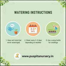 Load image into Gallery viewer, Puspita Nursery Red Cabbage Seeds – 20 Premium Quality Vegetable Seeds | High Yield, Fast Germination & Nutrient-Rich Variety | Ideal for Home Garden, Terrace Farming & Organic Cultivation